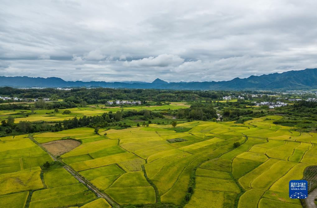 龙虎分析软件鲨鱼二代